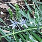 Camassia leichtlinii Blüte