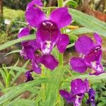 Angelonia biflora Flower