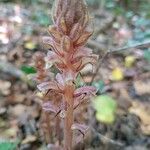 Orobanche hederae Blomma