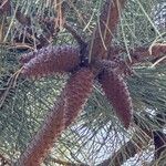 Pinus pinaster Плід