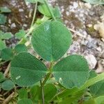 Medicago polymorpha पत्ता