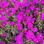 Delosperma cooperiFlower