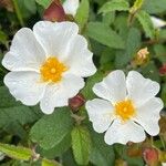 Cistus x hybridus