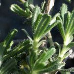 Lithodora hispidula Yaprak
