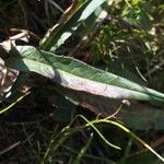 Saussurea alpina Leaf