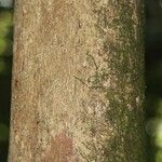 Pouteria reticulata Corteza