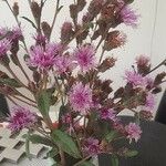Vernonia missurica 花
