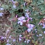 Plumbago europaea Flower