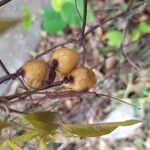 Cassytha filiformis Fruit