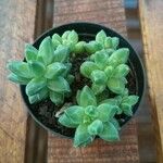 Pachyphytum compactum Liść