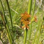 Juncus effususΛουλούδι