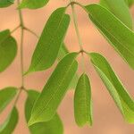 Lannea asymmetrica Leaf
