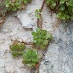 Sedum fragrans Vekstform