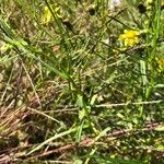 Senecio madagascariensis Levél