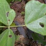 Rhynchosia calycosa Leaf