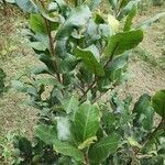 Prunus africana Leaf