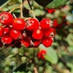 Cotoneaster glaucophyllus Fruit