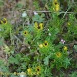 Adonis microcarpa Habit