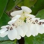 Aponogeton distachyos फूल