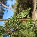 Juniperus phoenicea 叶