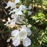 Angelonia biflora Květ