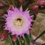 Echinopsis oxygona Квітка