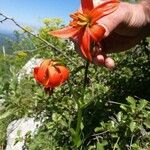 Lilium carniolicum Bloem