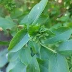 Abelia mosanensis Leaf