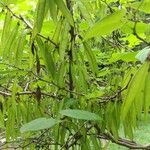 Cercis chinensis Fruit