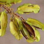 Combretum adenogonium Fruit