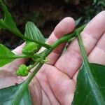Solanum anceps Fruit