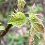 Carya cordiformis برگ