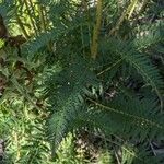 Pedicularis bracteosa Blatt