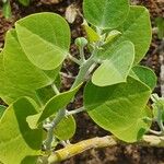 Capparis cartilaginea Leaf