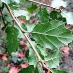Quercus wislizeni 葉