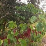 Cercis griffithii Leaf