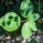 Rubus vestitus Blatt