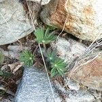 Lupinus perennis Hoja