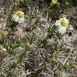 Zinnia acerosa Blodyn