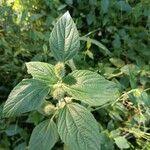 Acalypha alopecuroidea Flower