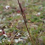 Ptilagrostis yadongensis Habit