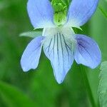 Viola elatior Flower