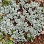 Artemisia pedemontana Leaf