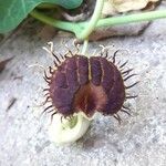 Aristolochia fimbriata ᱵᱟᱦᱟ