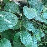 Colubrina elliptica Leaf