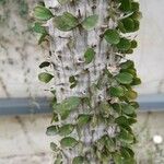 Alluaudia ascendens Corteza