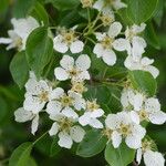 Pyrus bretschneideri Flower