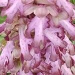 Himantoglossum robertianum Fula