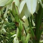 Yucca filamentosa Fleur