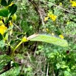 Cytisus arboreus Fruto